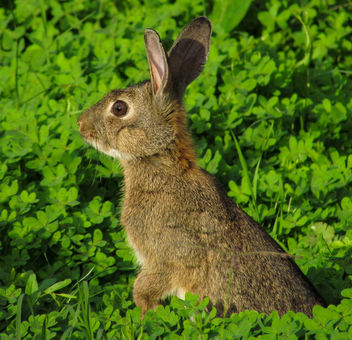 European Rabbit - Kostenloses image #307017