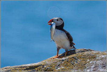 Hey - that's not a sand eel Mr Puffin!! - Kostenloses image #307037