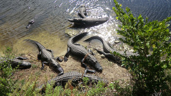 Everglades NP in Florida - Kostenloses image #307057