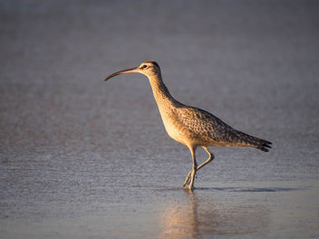Whimbrel Sunset - Kostenloses image #307097