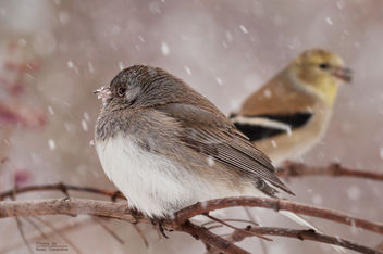 Slate Colored Junco with Goldfinch - image #307147 gratis