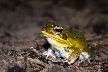 Hylarana lateralis, Kokarit frog - Huai Kha Khaeng - бесплатный image #307337