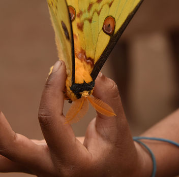 Comet Butterfly, Madagascar - Kostenloses image #307417