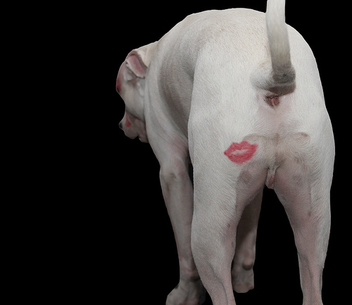 Not Funny, How Embarassing! Kiss My White Puppy Butt, I'm a Big Macho Dog Mom - I'm one year old on February 14th! - image #308307 gratis