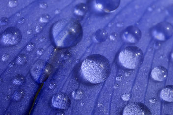 Iris and water drops. - image #310067 gratis