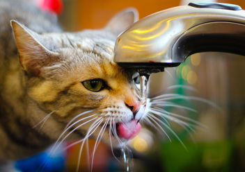 Cat Drinking from Sink - Canon T2i - image gratuit #317297 