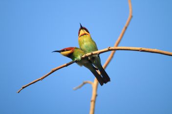 Kingfisher birds on branch - image gratuit #317347 