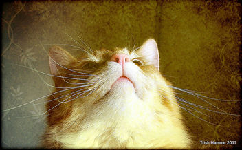 Happy Whisker Wednesday ! - Free image #322877