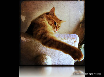 Quick , grab my paw , I'll save you~~ Explore # 474 - Free image #323007