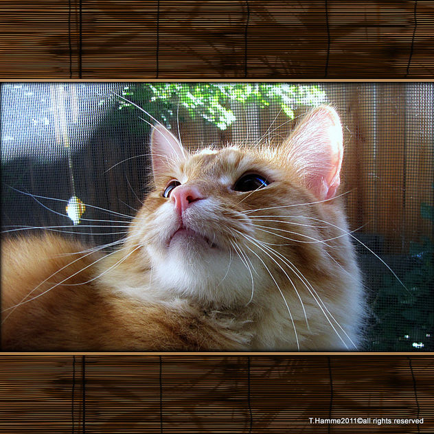 A cat in the window - image gratuit #323017 