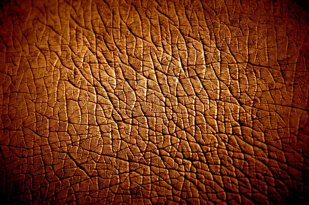Hippopotamus Skin texture - Kostenloses image #323307
