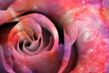 Spiral Love Rose - Kostenloses image #324787