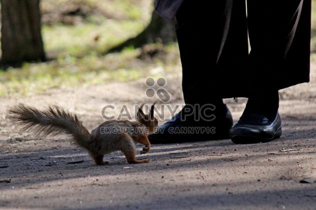 Squirrel and a pedestrian - image #326557 gratis