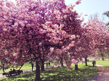 Pink blossom trees in Hyde park - image gratuit #328407 
