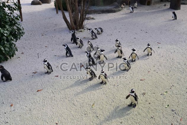 Group of penguins - Free image #328457