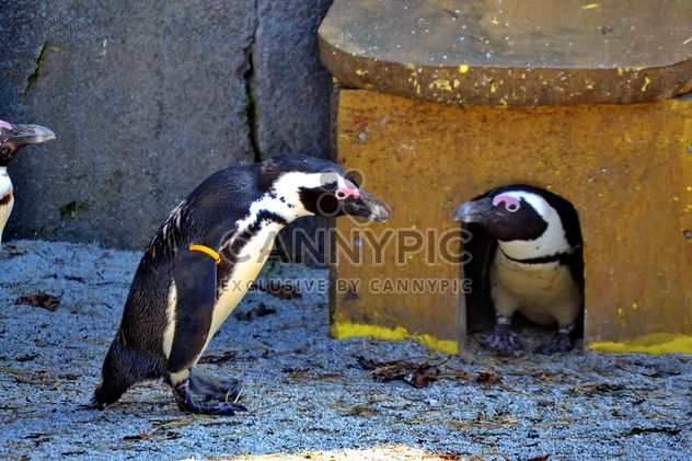 Couple of penguins - image gratuit #328507 