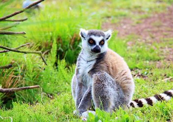 Lemures in park - бесплатный image #328527