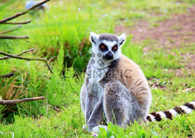 Lemures in park - Free image #328527