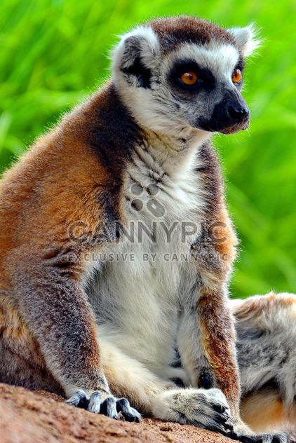 Lemures in park - Free image #328547