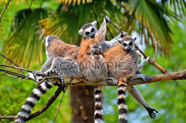 family of lemurs - Free image #328567
