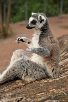 Lemur close up - Free image #328587