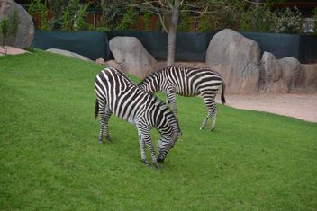 zebras on park lawn - image gratuit #329017 