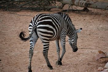 zebras on park lawn - image #329027 gratis