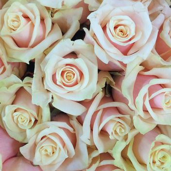 bouquet beige rose - image gratuit #329267 