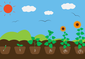 Plant Growth Cycle in Vector - vector #329427 gratis