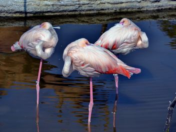 pink flamingo in park - image gratuit #329887 