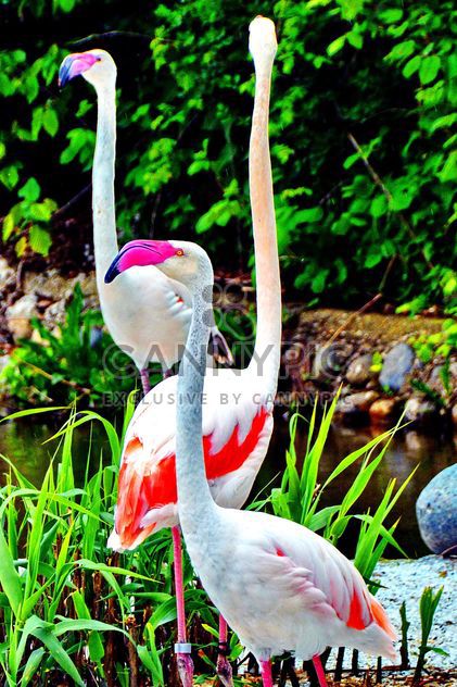 flamingos in park - бесплатный image #329917