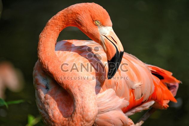 Flamingo in park - Free image #329927
