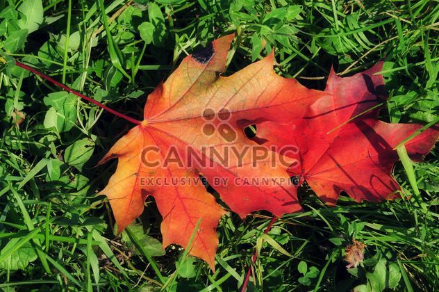 Maple leaves in the grass - image #329937 gratis