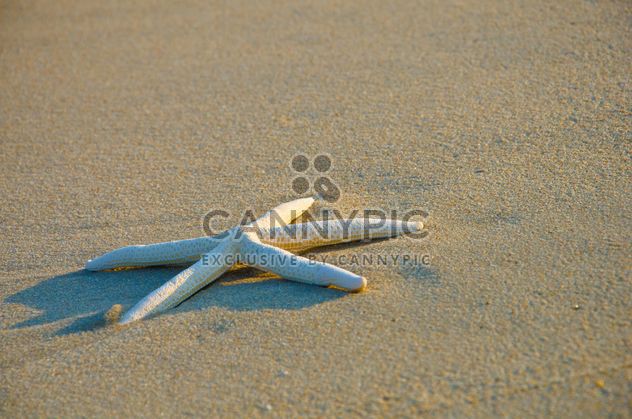 starfish on the beach - image #330017 gratis