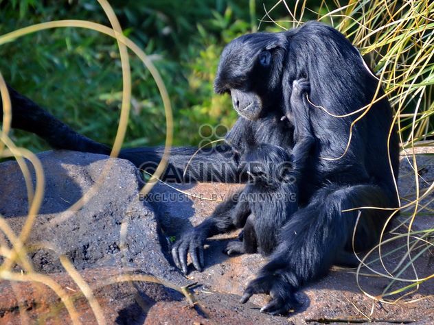 Siamang gibbon female with a cub - Free image #330247
