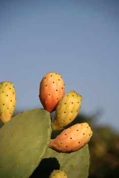 Prickly Pear cactus fruits - Free image #330867