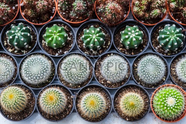 Potted cactuses - image #330877 gratis