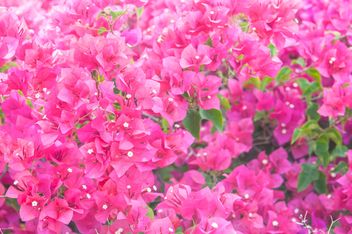 Bright pink bougainvillea bush - image #330897 gratis