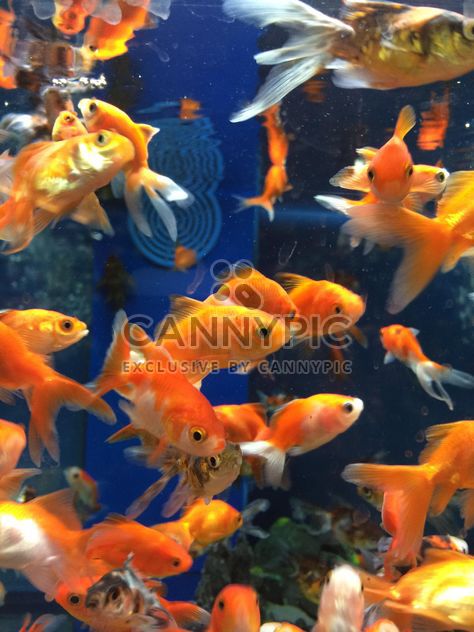 Gold fish in aquarium - image gratuit #331267 