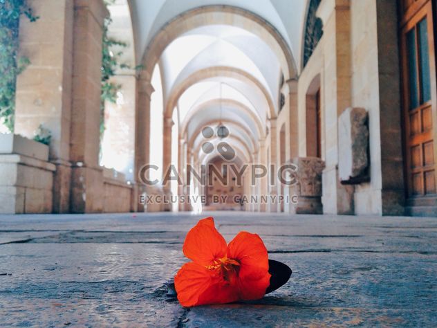 red flower on the floor close up - Free image #332837