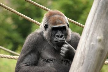 Gorilla on rope clibbing in park - image #333177 gratis