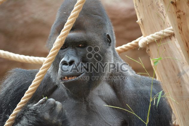Gorilla on rope clibbing in park - image #333197 gratis