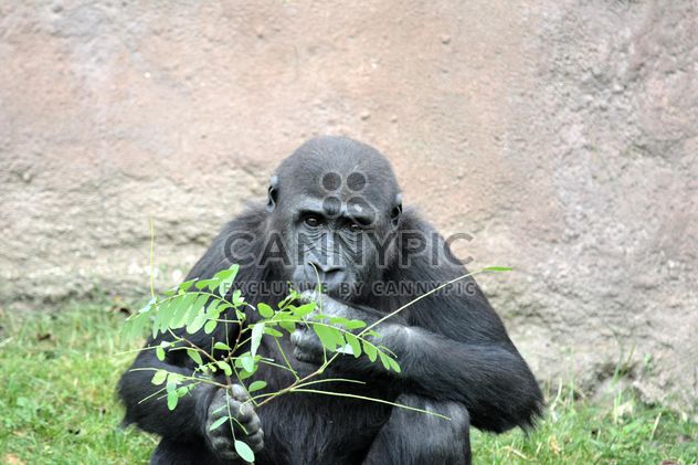 Gorilla eats green in park - Free image #333207
