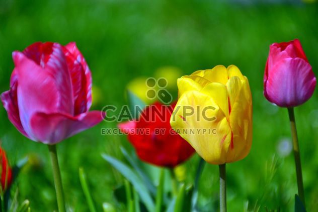 lawn with tulips - image gratuit #334697 