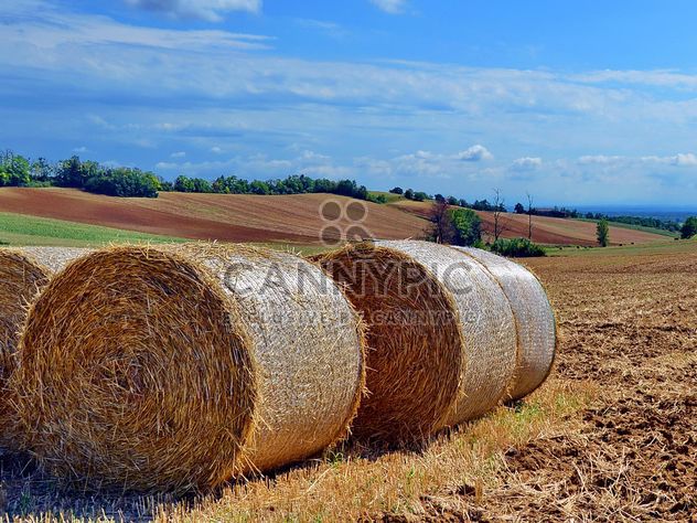 Haystacks, rolled into a cylinders - image gratuit #334747 