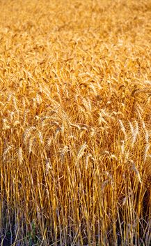 wheat field - image gratuit #334797 
