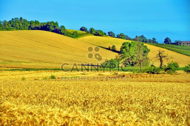 Golden wheat field - image #334807 gratis