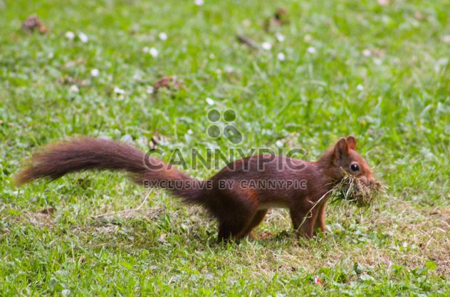Squirrel eating grass - Free image #335027