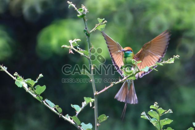 Kingfisher bird on tree - image #337467 gratis
