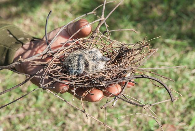 Nest with nestling in hand - image #337527 gratis